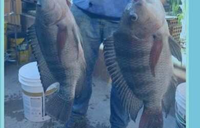 Imagem 3: Chácara a venda em São José do Rio Preto