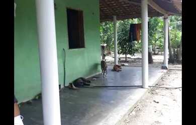 Imagem 14: 25 Hectares porteira fechada por 600 mil reais ha 40 km de Castanhal