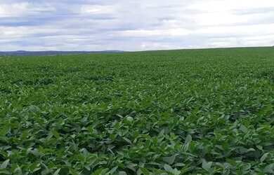 Imagem 1: Fazenda 10 Alqueires Proximo Futura BR-153 Bela Vista de Goias