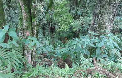 Imagem 5: Terreno à venda em Canela