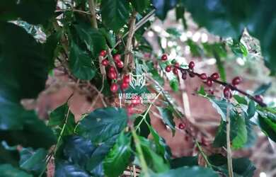 Imagem 5: LINDA CHACARA NA ESTRADA DA PRODUÇÃO A 13 KM DE MONTES CLAROS COM OTIMA...