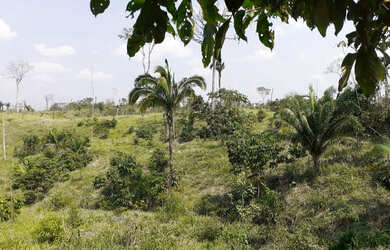 Imagem 16: Vendo Terra 200 alqueires 50 alqueires formado Manoel Urbano Acre