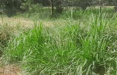 Imagem: A chácara possui 1.000m² de Área e está localizado em Mateus