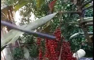 Imagem 2: Vendo terreno 72m2. 72m² de Área