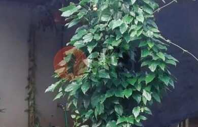 Imagem 12: SAO JOSE DO RIO PRETO - Residential / Condo - PARQUE RESIDENCIAL BUONA...