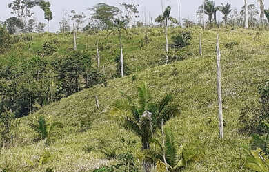 Imagem 4: Vendo Terra 200 alqueires 50 alqueires formado Manoel Urbano Acre