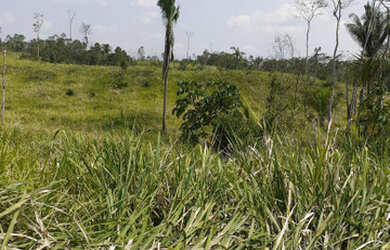 Imagem 14: Vendo Terra 200 alqueires 50 alqueires formado Manoel Urbano Acre