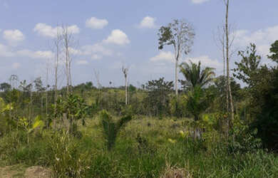 Imagem 2: Vendo Terra 200 alqueires 50 alqueires formado Manoel Urbano Acre