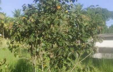 Imagem 8: Pedra de Guaratiba - Terreno plano com 188 m2 em Condominio Fechado