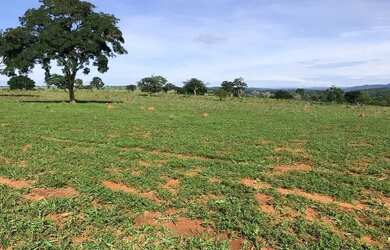 Imagem 4: Otima fazenda a venda. 