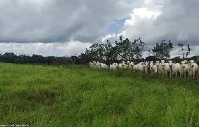 Imagem 12: 25 Hectares porteira fechada por 600 mil reais ha 40 km de Castanhal