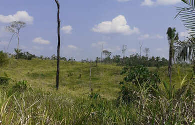 Imagem 12: Vendo Terra 200 alqueires 50 alqueires formado Manoel Urbano Acre