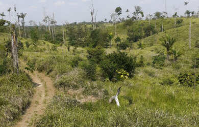 Imagem 7: Vendo Terra 200 alqueires 50 alqueires formado Manoel Urbano Acre