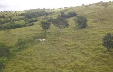 Imagem 5: Fazenda A Venda em Luziânia Goiás - 72,6 Ha - Toda Formada - Oportunidade