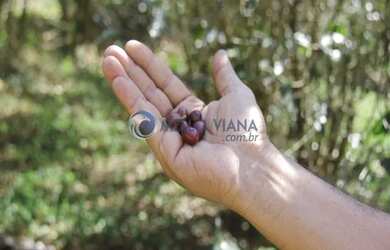 Imagem 9: Fazenda de agricultura orgânica, onde se produz excelente café reconhecido...