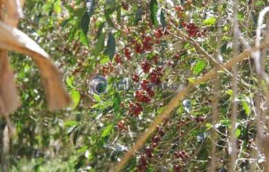Imagem 8: Fazenda de agricultura orgânica, onde se produz excelente café reconhecido...