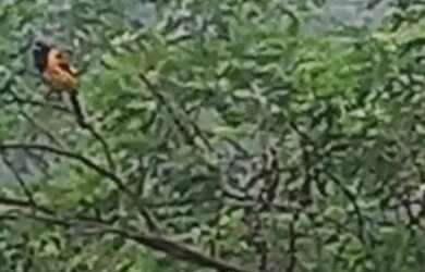 Imagem: A fazenda está localizado em Pindobaçu, BA à venda por R$220.000