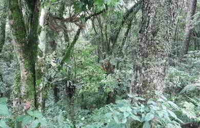 Imagem 2: Terreno à venda em Canela