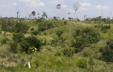 Imagem 13: Vendo Terra 200 alqueires 50 alqueires formado Manoel Urbano Acre