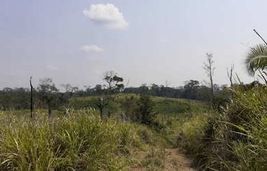 Imagem 9: Vendo Terra 200 alqueires 50 alqueires formado Manoel Urbano Acre