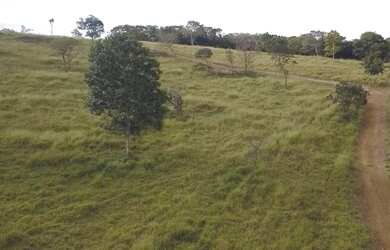 Imagem 11: Fazenda A Venda em Luziânia Goiás - 72,6 Ha - Toda Formada - Oportunidade