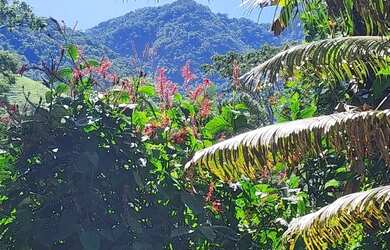 Imagem 3: Sítio Donana Sana aluguel por temporada