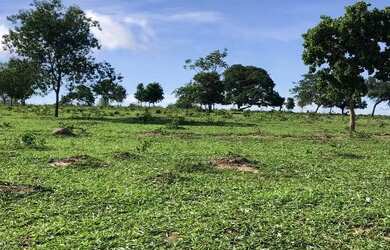 Imagem 6: Otima fazenda a venda. 