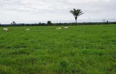 Imagem 2: Porteira fechada 400 hectares no Pará pronta por R$ 3.6 milhões