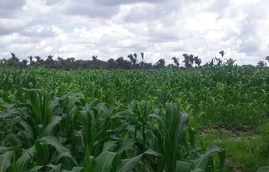 Imagem 2: Fazenda natividade. 700m² de Área
