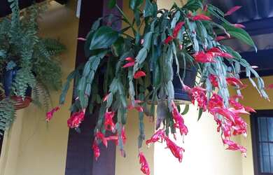 Imagem 1: Vendo casa na feitoria. Ou troco por outra, no litoral