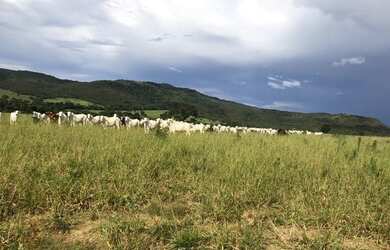 Imagem 12: Vendo Fazenda com 77 Alqueires, Plana e Beira de Asfalto em Padre Bernardo-GO