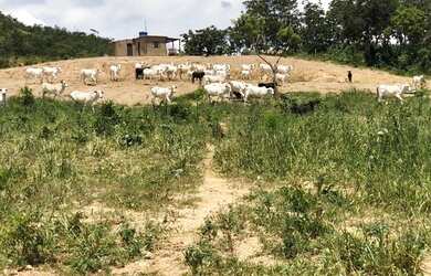 Imagem 5: Vendo Fazenda com 77 Alqueires, Plana e Beira de Asfalto em Padre Bernardo-GO