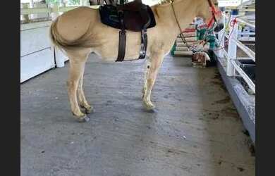 Imagem 10: Fazenda de 650 alqueires em colinas do sul de goias 55 milhões