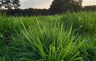 Imagem 3: Fazenda no Goiás. 