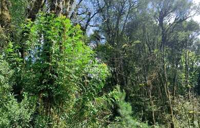 Imagem 2: VIVENDAS DO ARVOREDO. 420m² de Área