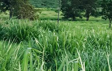 Imagem 5: Fazenda no Goiás. 