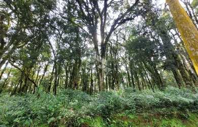 Imagem 10: Pinheiro Grosso - com projeto aprovado