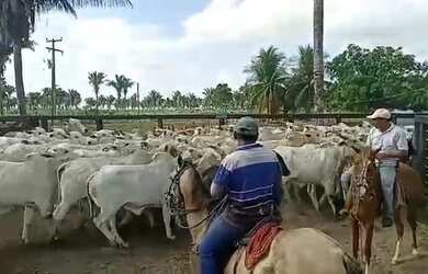 Imagem 2: FAZENDA EM SÃO MATEUS MA