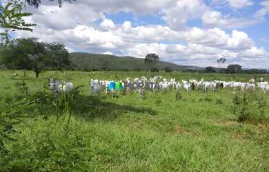 Imagem: A fazenda possui 1.033m² de Área e está localizado em Bocaiúva