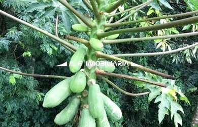 Imagem 2: Santana de Parnaíba - Casa de Condomínio - PORTAL DAS ACACIAS