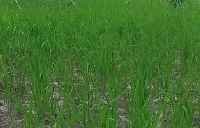 Imagem: A fazenda possui 700m² de Área e está localizado em Urbano