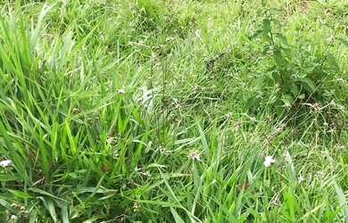 Imagem: A fazenda possui 250.000m² de Área e está localizado em