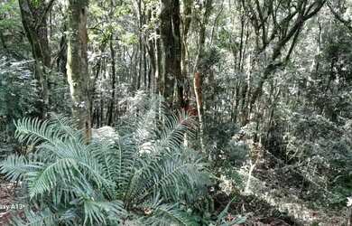 Imagem 14: Terreno à venda em Canela