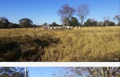Imagem: A fazenda está localizado em Fundinho, Uberlândia à venda