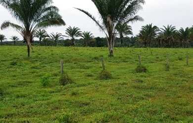Imagem 8: Porteira fechada 400 hectares no Pará pronta por R$ 3.6 milhões