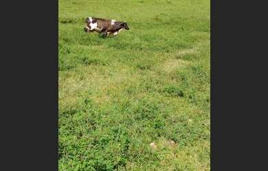 Imagem: A fazenda possui 200m² de Área e está localizado em Nazaré