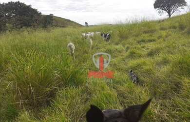 Imagem 5: Fazenda à venda 58 Alqueires por R$ 8.700.000 - Rural - Rio Bom/Paraná