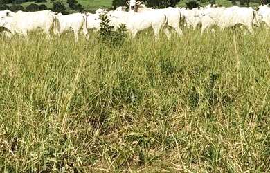 Imagem 4: Vendo Fazenda com 77 Alqueires, Plana e Beira de Asfalto em Padre Bernardo-GO