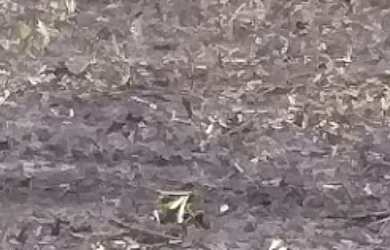 Imagem 3: Fazenda natividade. 700m² de Área