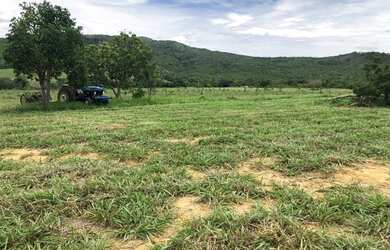 Imagem 8: Vendo Fazenda com 77 Alqueires, Plana e Beira de Asfalto em Padre Bernardo-GO